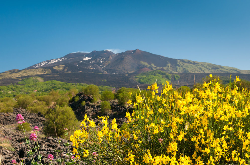Ginestra dell’Etna / foto: Shutterstock.com
