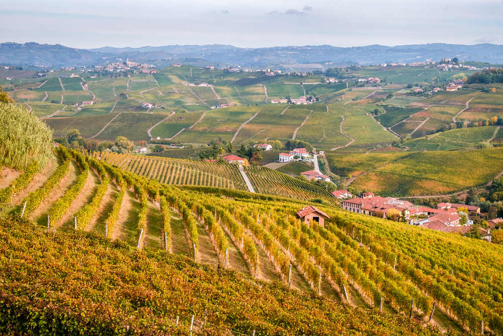 Лучшие сорта итальянских вин: посадка и уход